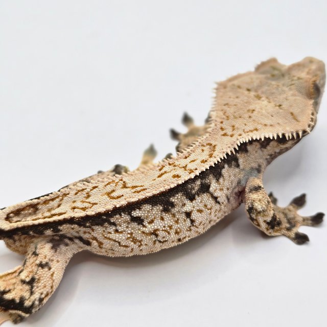 노멀 트라이 드리피 풀핀 익스트림할리퀸 화이트스팟