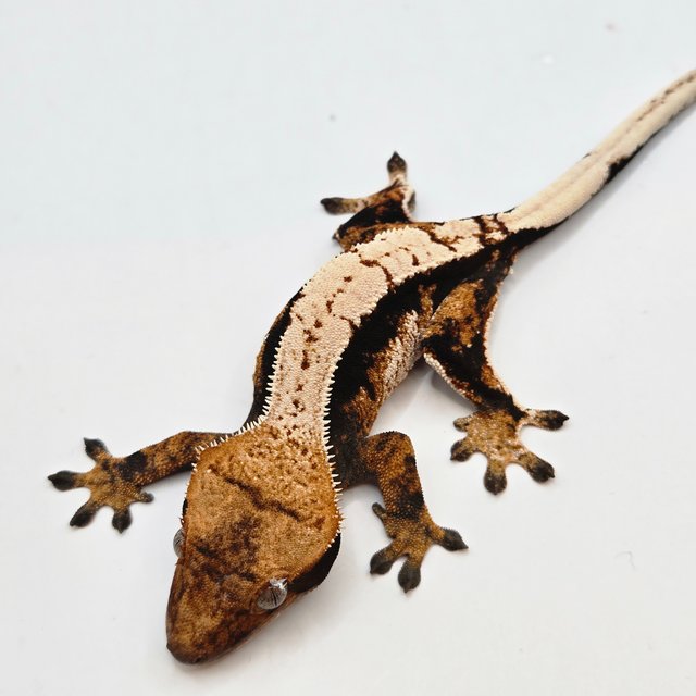 노멀 트라이 텐저린 쿼드 다크