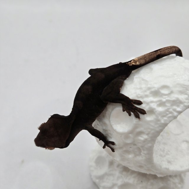 챠콜 다크 블랙