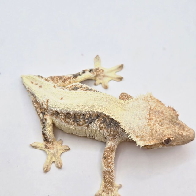 릴리화이트 트라이 드리피 화이트