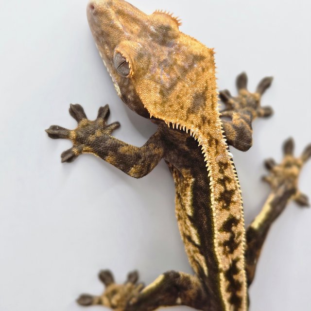 노멀 다크 쿼드