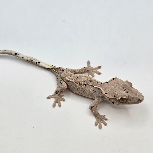 달마시안 슈퍼달마시안 화이트