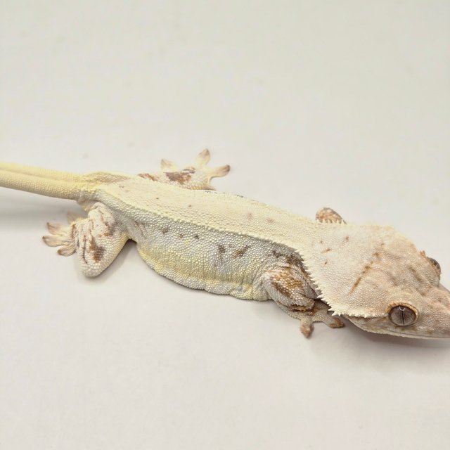 릴리화이트 화이트