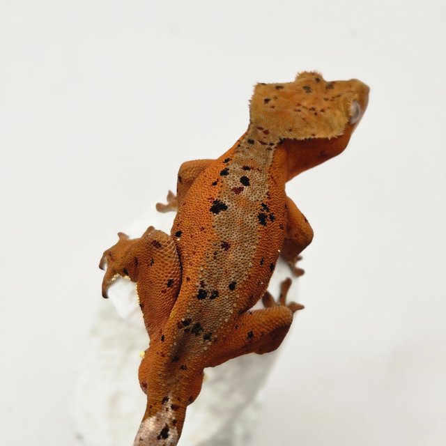 달마시안 슈퍼달마시안 레드