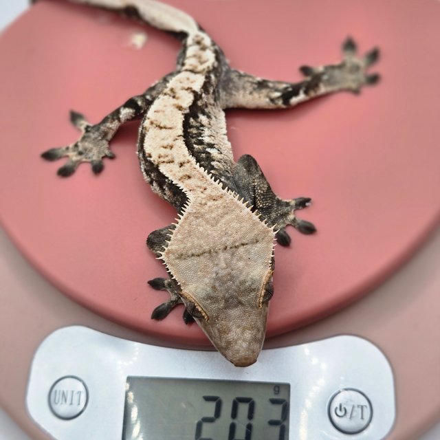 노멀 트라이 화이트스팟