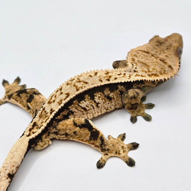 트라이 화이트 텐저린 다크 풀핀 드리피