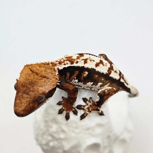 트라이 드리피 화이트 다크 텐저린 화이트크라운