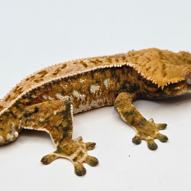 트라이 드리피 화이트포트홀 화이트스팟 쿼드 텐저린