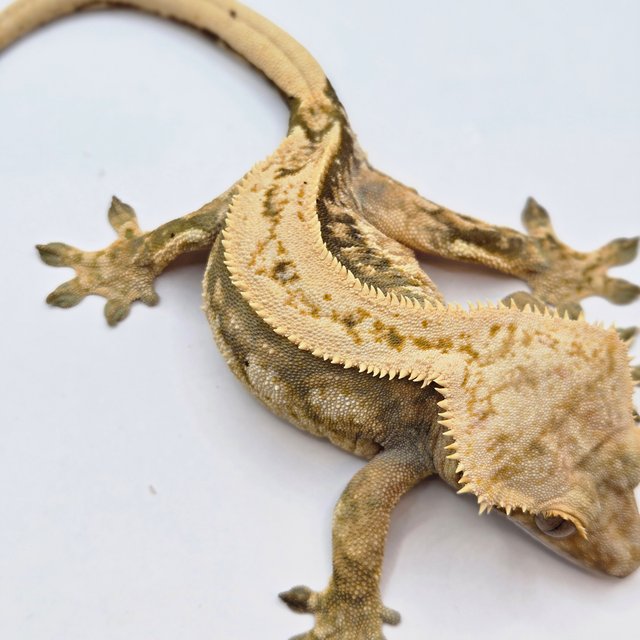 노멀 드리피 쿼드 풀핀 트라이