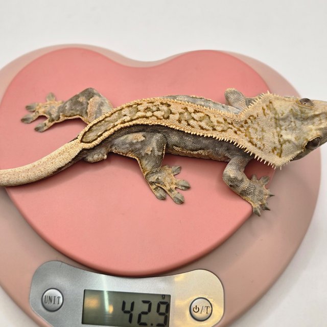 풀핀 핀스트라이프 쿼드 슈퍼스트라이프