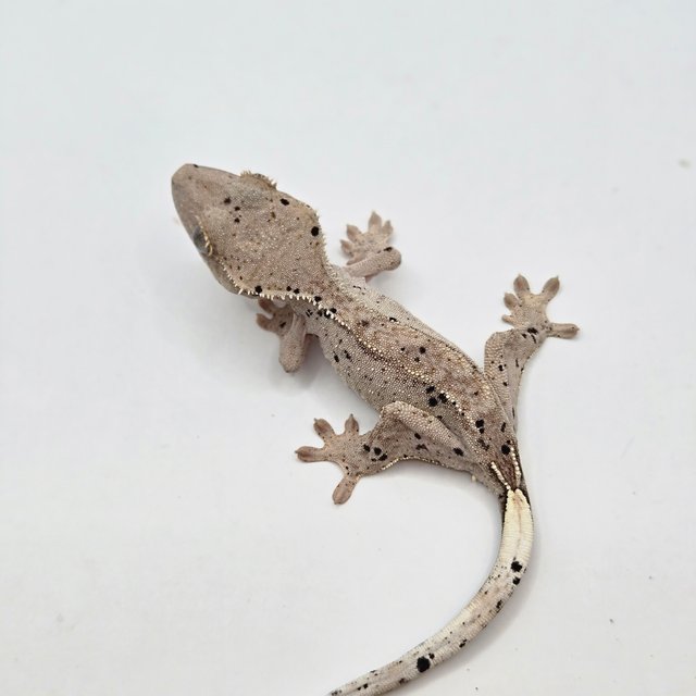 달마시안 슈퍼달마시안 화이트