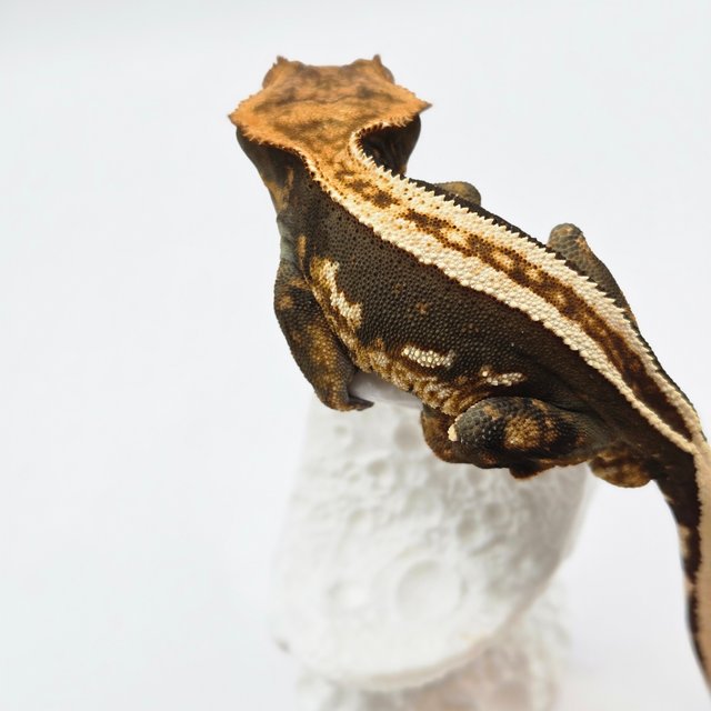 엠티백 다크 슈퍼스트라이프 쿼드 풀핀