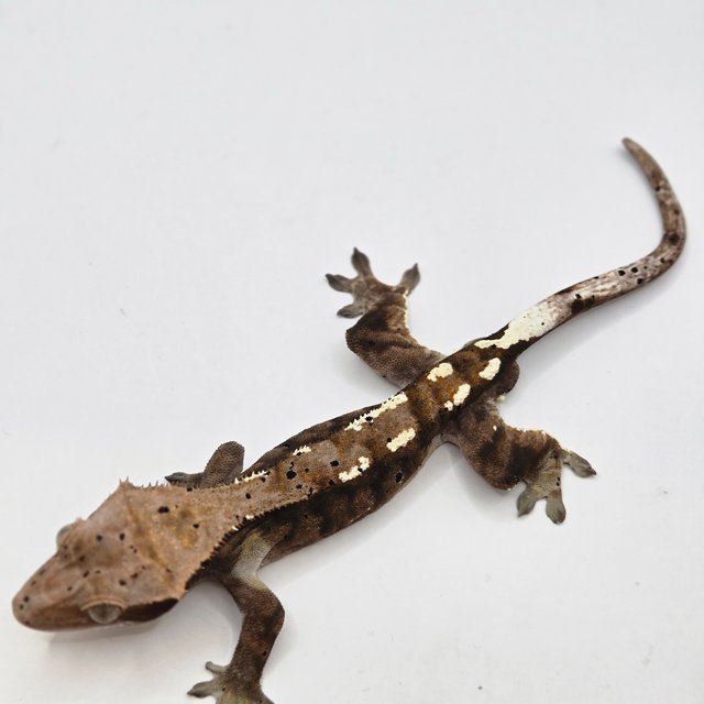 100%헷아잔틱 카푸치노