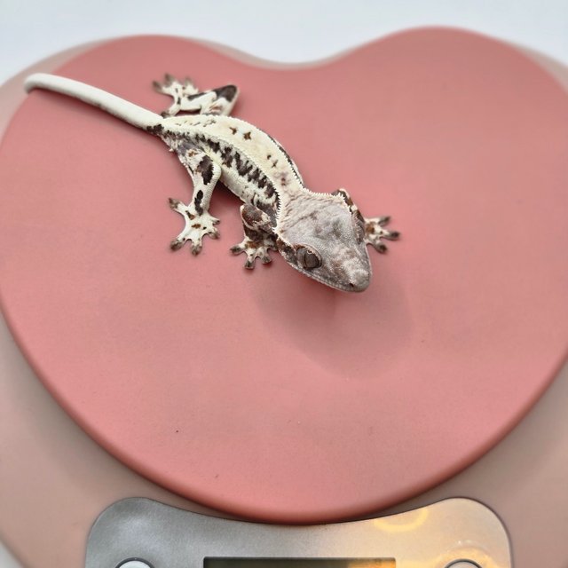 프라푸치노 크림 화이트 드리피