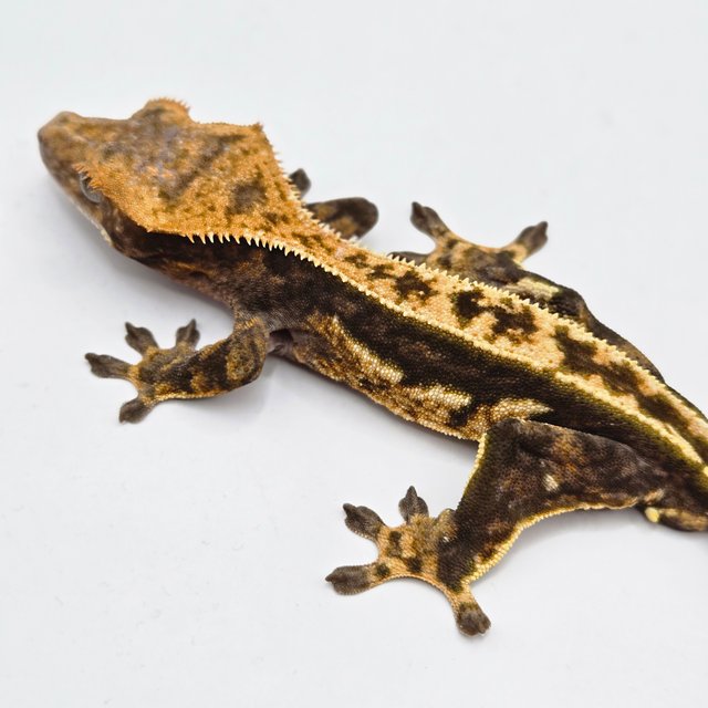 노멀 다크 쿼드