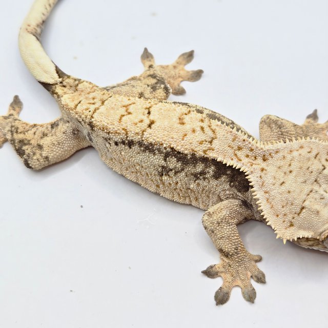 노멀 트라이 드리피 화이트포트홀 화이트스팟