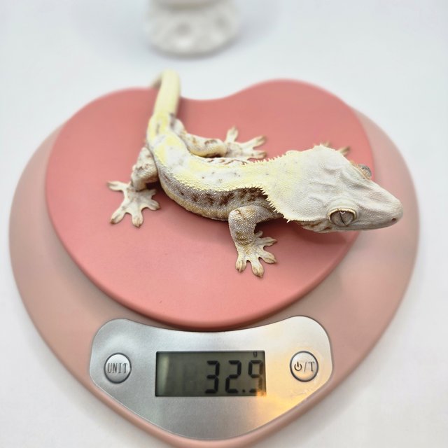 릴리화이트 레드 트라이