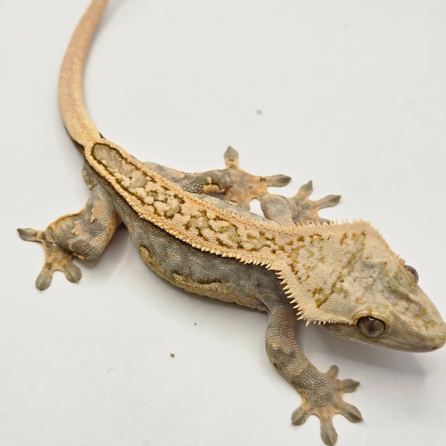 풀핀 핀스트라이프 쿼드 슈퍼스트라이프