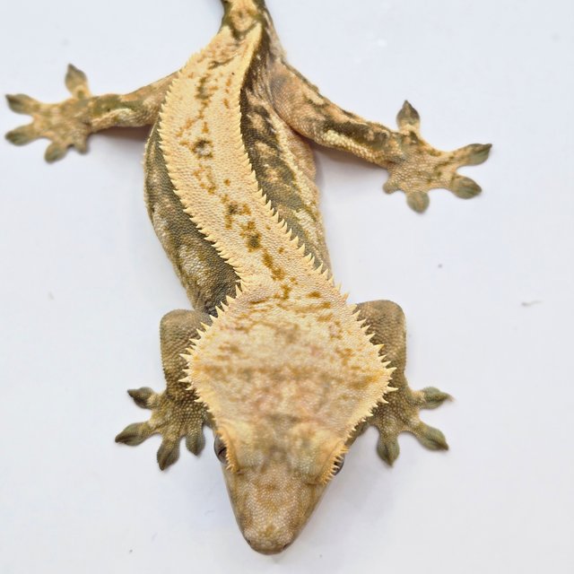 노멀 드리피 쿼드 풀핀 트라이