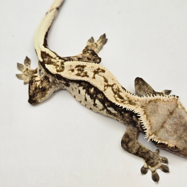 쿼드 핀스트라이프 풀핀 다크