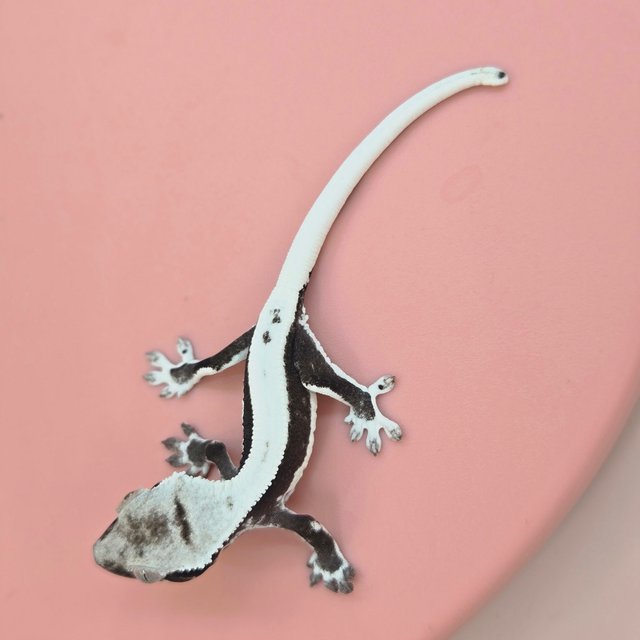 릴잔틱 솔리드백 쿼드