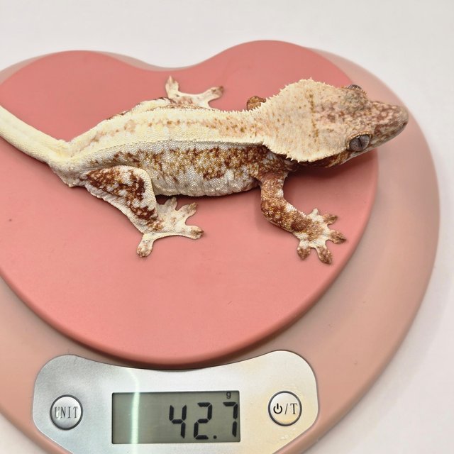 릴리화이트 레드 화이트