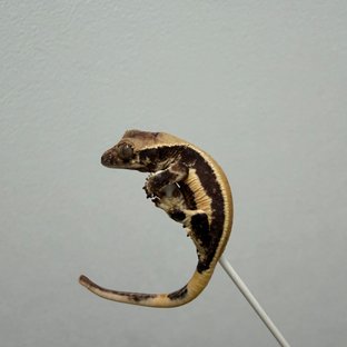 벤돌2세