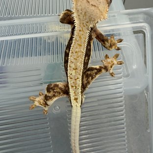 릴리화이트 풀핀 쿼드