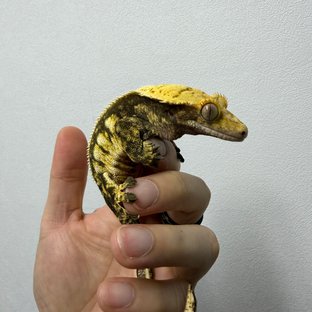 노노