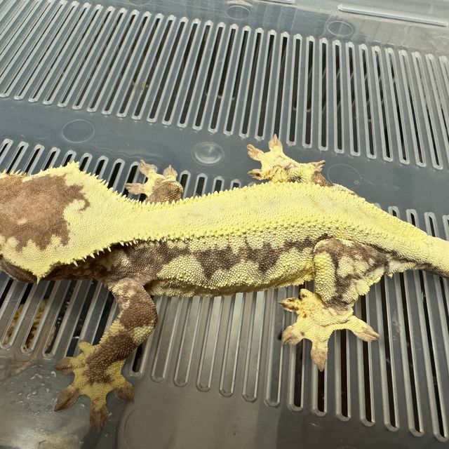 프라푸치노