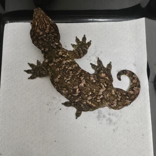 브로쓰