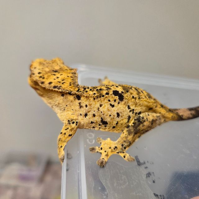 슈퍼달마시안 옐로우