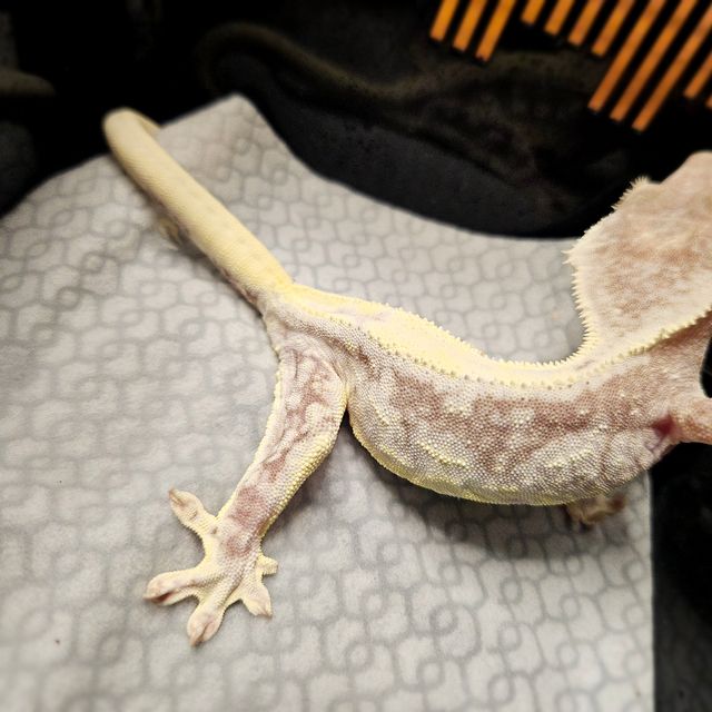 릴잔틱