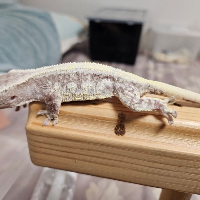 릴잔틱