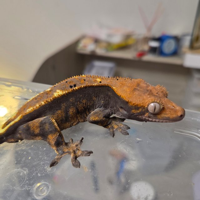 카푸치노 100%헷아잔틱