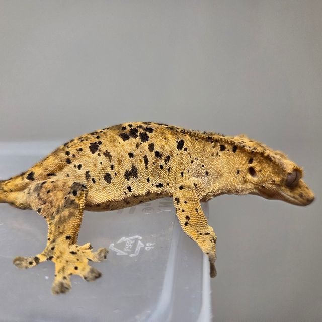 슈퍼달마시안 옐로우