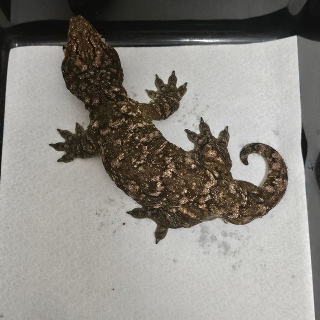 브로쓰