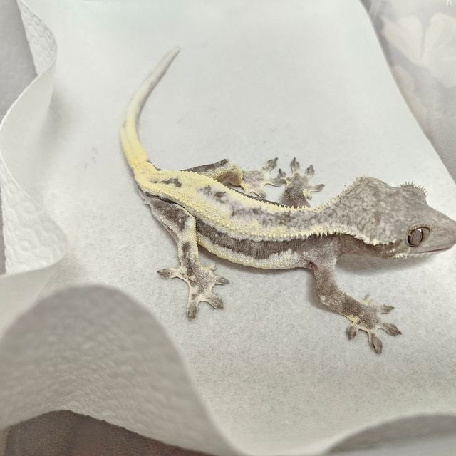 릴리 세이블