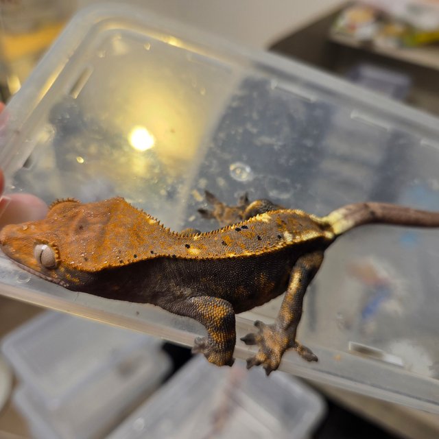 카푸치노 100%헷아잔틱