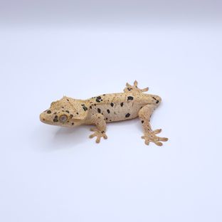 슈퍼달마시안