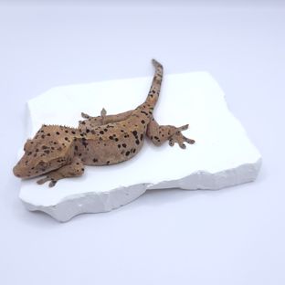 슈퍼달마시안