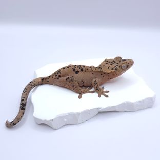 슈퍼달마시안