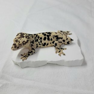 Chimera