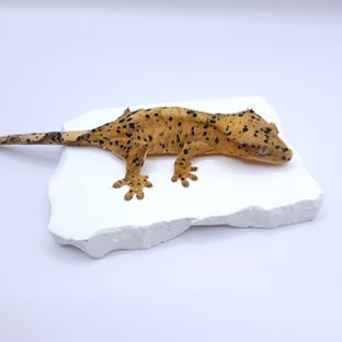 슈퍼달마시안