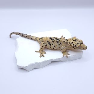 슈퍼달마시안