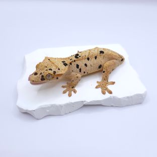 슈퍼달마시안