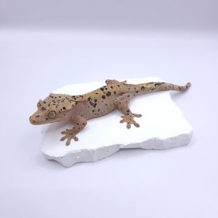 슈퍼달마시안