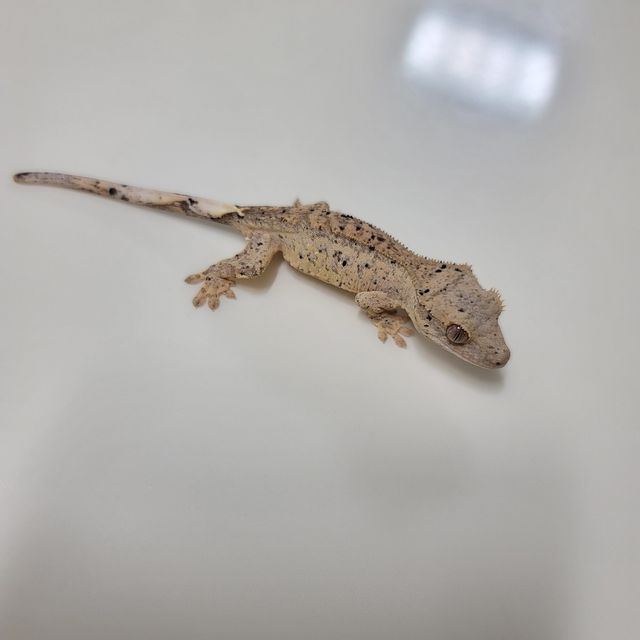 슈퍼달마시안