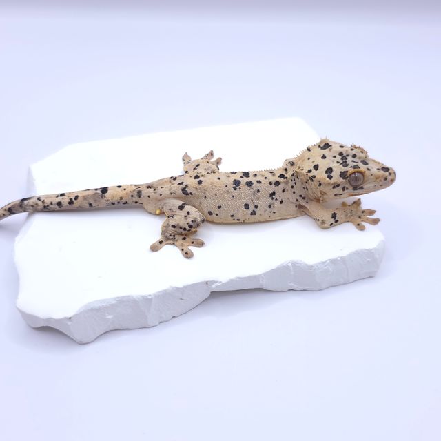 슈퍼달마시안