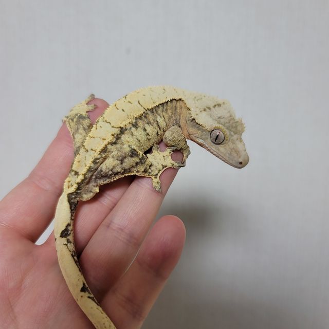 트라이